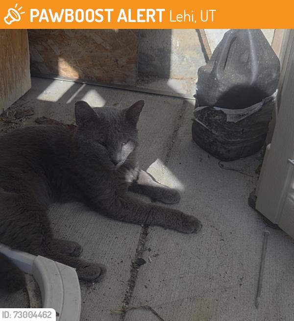 Found/Stray Male Cat last seen Maceys Lehi, Lehi, UT 84043