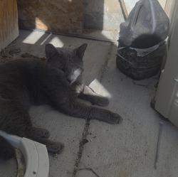 Found/Stray Male Cat last seen Maceys Lehi, Lehi, UT 84043