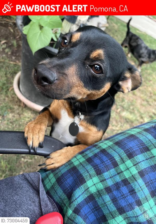 Lost Male Dog last seen Near ross st pomona ca 91767, Pomona, CA 91767
