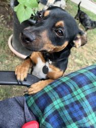Lost Male Dog last seen Near ross st pomona ca 91767, Pomona, CA 91767
