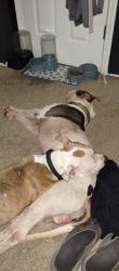 Found/Stray Male Dog last seen Daytona Beach Golf Course, Daytona Beach, FL 32114
