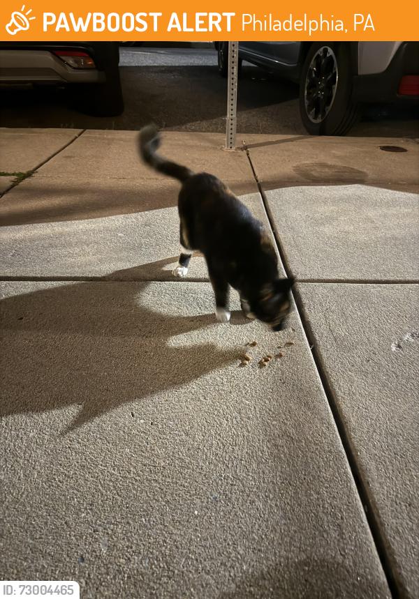 Found/Stray Female Cat last seen Marconi Park, Philadelphia, PA 19145