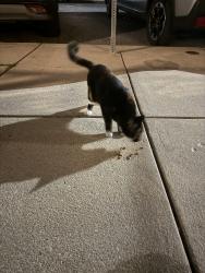 Found/Stray Female Cat last seen Marconi Park, Philadelphia, PA 19145
