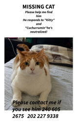 Reunited Male Cat last seen Ironshire s , Maryland City, MD 20724