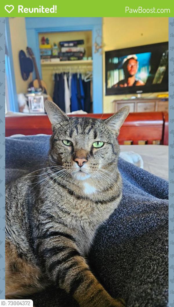 Reunited Male Cat last seen W.Marigold Street Munhall, Munhall, PA 15120
