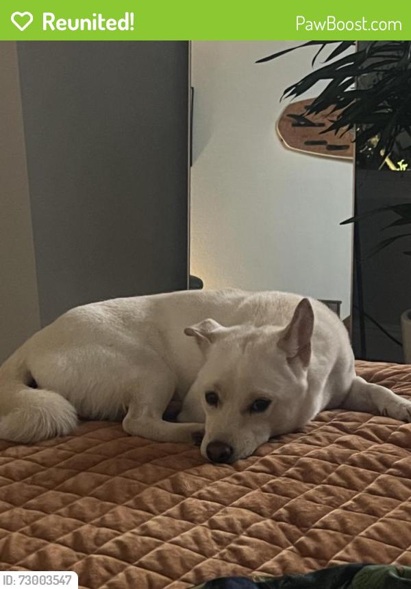 Reunited Male Dog last seen near blackies field , Tiburon, CA 94920