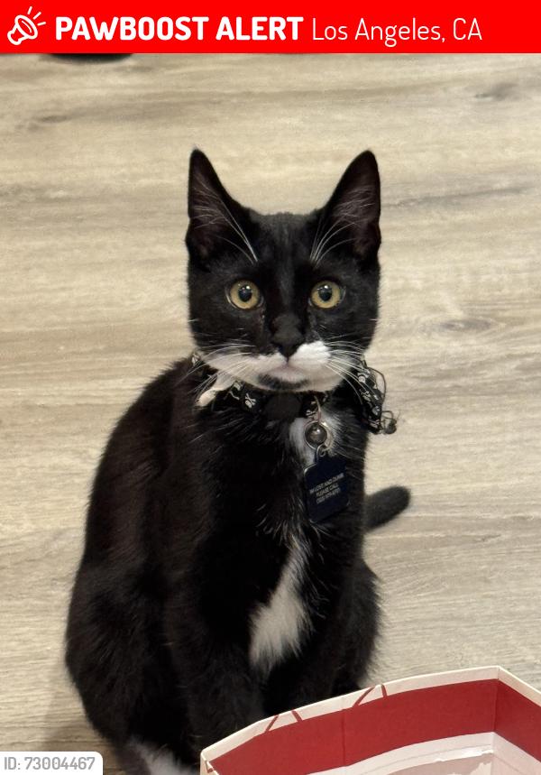 Lost Male Cat last seen North Indiana Avenue, Multnomah Street, Los Angeles, CA 90032