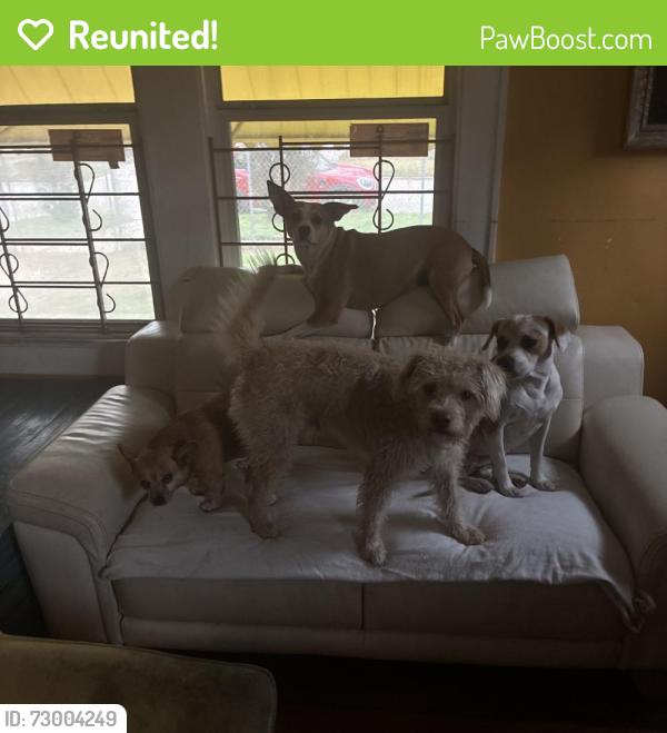 Reunited Male Dog last seen Near Truxillo St, Houston, TX 77004, USA, Houston, TX 77004