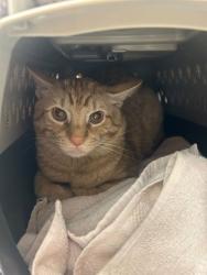 Shelter Stray Unknown Cat last seen Near Wornall Rd, 64112, 64112, MO, 7077 Elmwood Ave, Kansas City, MO 64132, USA