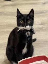 Lost Male Cat last seen North Indiana Avenue, Multnomah Street, Los Angeles, CA 90032