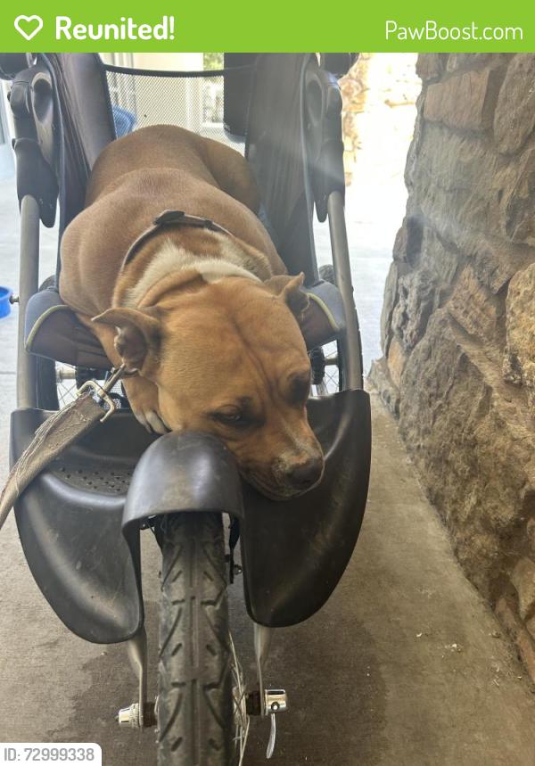 Reunited Female Dog last seen Van Buren blvd and Dolittle st, Riverside, CA 92504