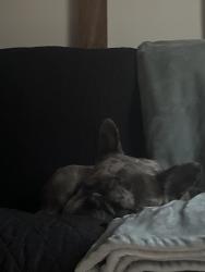 Reunited Male Dog last seen By cougar mountain middle school , Graham, WA 98338
