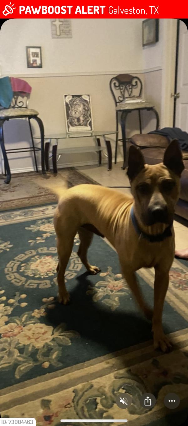 Lost Male Dog last seen Bernardo  Galvez, Galveston, TX 77550