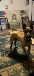 Lost Male Dog last seen Bernardo  Galvez, Galveston, TX 77550