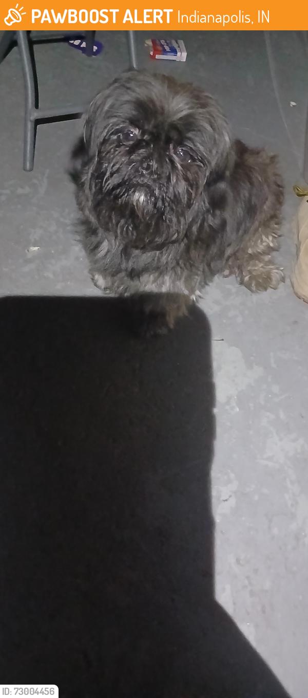 Found/Stray Unknown Dog last seen Found on the 900th block of Pershing by 10th street, Indianapolis, IN 46222