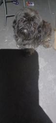Found/Stray Unknown Dog last seen Found on the 900th block of Pershing by 10th street, Indianapolis, IN 46222