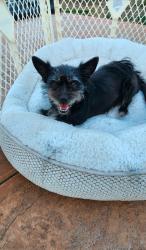 Reunited Female Dog last seen Doris son Elementary, Chino, CA 91710