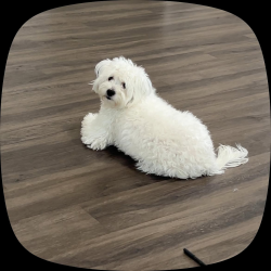 Reunited Female Dog last seen San Juan Ave , Oxnard, CA 93033