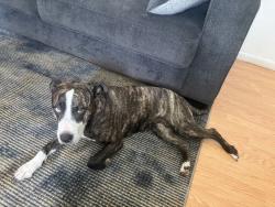 Lost Female Dog last seen Davis St & Water St, Joliet, IL 60436
