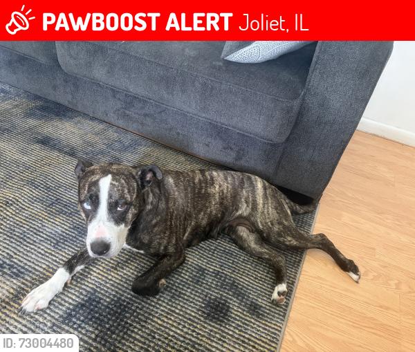 Lost Female Dog last seen Davis St & Water St, Joliet, IL 60436