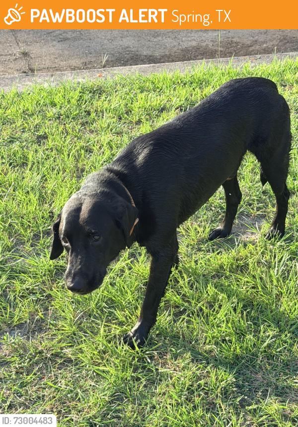 Found/Stray Male Dog last seen E benders Landing Dr, Spring, TX 77386