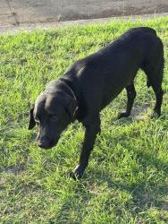 Found/Stray Male Dog last seen E benders Landing Dr, Spring, TX 77386