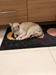 Reunited Female Cat last seen Vegan Donut Gelato , Oakland, CA 94606