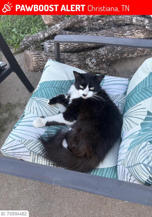 Lost Female Cat last seen christiana tn buchanan ests, Christiana, TN 37037