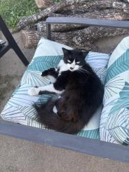 Lost Female Cat last seen christiana tn buchanan ests, Christiana, TN 37037