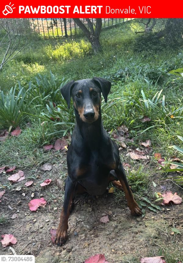 Lost Male Dog last seen Mullum Mullum Trail, near Old Warrandyte Road, Donvale, VIC 3111