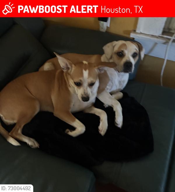 Lost Female Dog last seen Emancipation, Houston, TX 77004