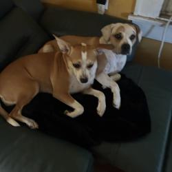Lost Female Dog last seen Emancipation, Houston, TX 77004