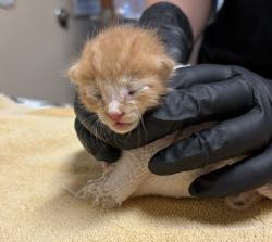 Shelter Stray Male Cat last seen Near W Citrus Avenue, Vista, CA, 92084, Oceanside, CA 92058, USA