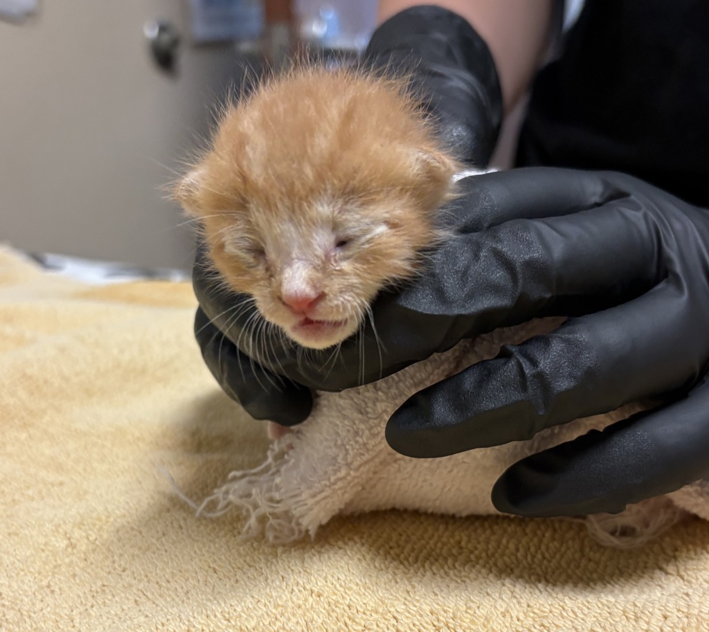 Shelter Stray Male Cat last seen Near W Citrus Avenue, Vista, CA, 92084, Oceanside, CA 92058, USA