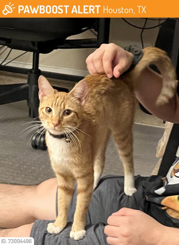 Found/Stray Female Cat last seen Found next to Energy Institue High School, Houston, TX 77004