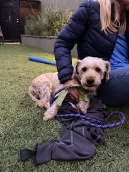 Reunited Male Dog last seen Perkins and Carnegie, Redondo Beach, CA 90278