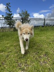 Found/Stray Female Dog last seen Sunterra village dr and golden seaton dr, Harris County, TX 77493