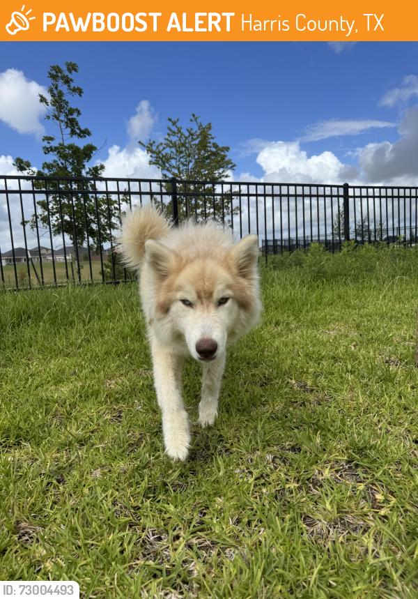 Found/Stray Female Dog last seen Sunterra village dr and golden seaton dr, Harris County, TX 77493