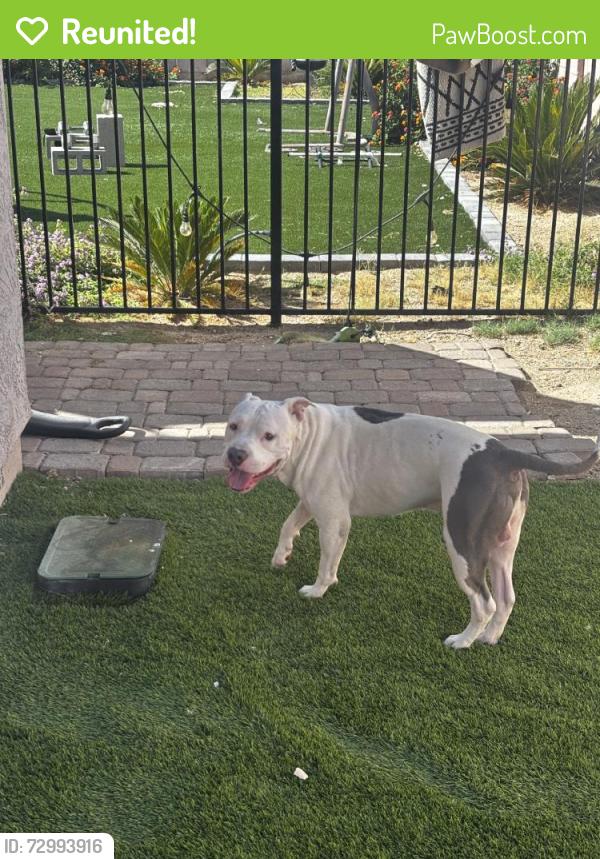 Reunited Male Dog last seen Near W Lone Cactus Dr, Glendale, AZ 85308, USA, Glendale, AZ 85308