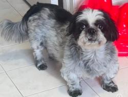 Reunited Female Dog last seen Walgreens 142nd Avenue and 26th street, Miami, FL 33175