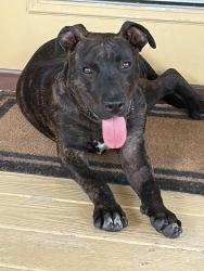 Found/Stray Male Dog last seen Boggy Creek Rd, Lake Nona blvd, Orlando, FL 32824