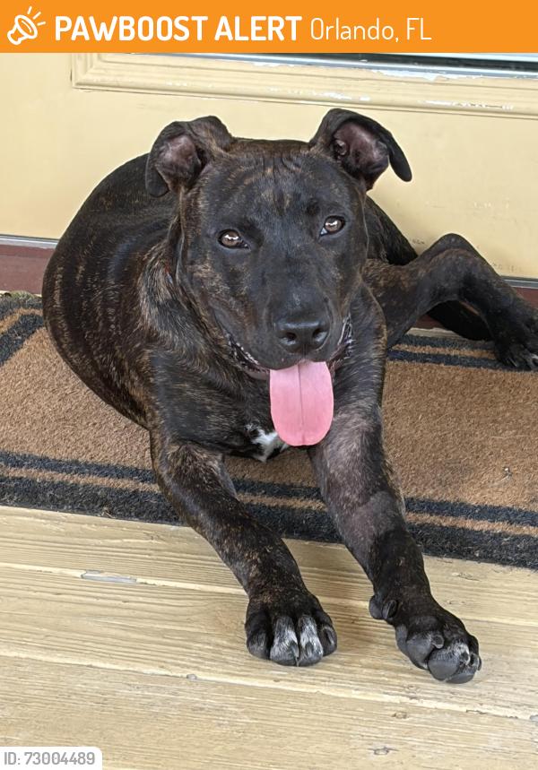 Found/Stray Male Dog last seen Boggy Creek Rd, Lake Nona blvd, Orlando, FL 32824