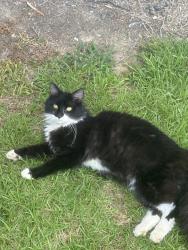 Found/Stray Male Cat last seen Hwy 42-50, Garner, NC 27529