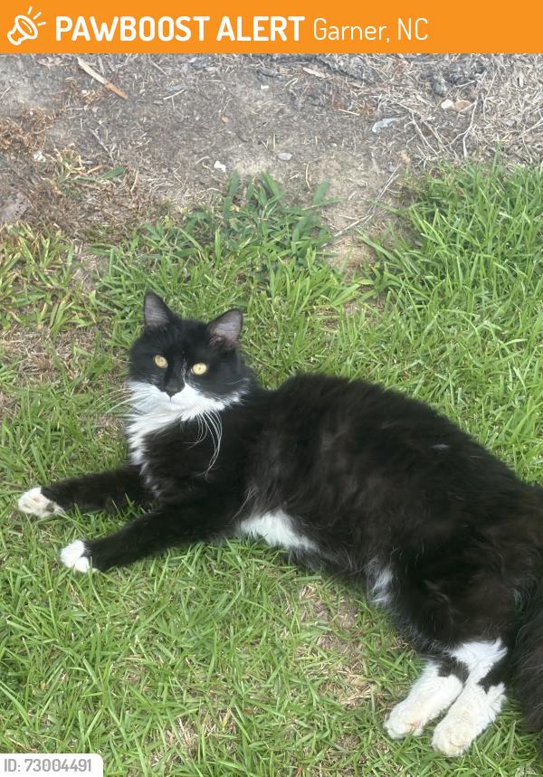 Found/Stray Male Cat last seen Hwy 42-50, Garner, NC 27529