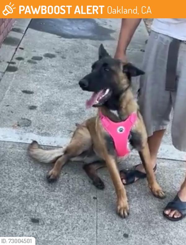 Found/Stray Female Dog last seen 101st Ave Oakland , Oakland, CA 94603