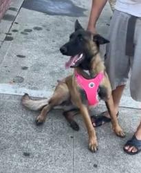 Found/Stray Female Dog last seen 101st Ave Oakland , Oakland, CA 94603
