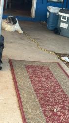 Found/Stray Unknown Dog last seen cholame rd, Victorville, CA 92392