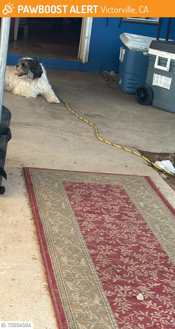 Found/Stray Unknown Dog last seen cholame rd, Victorville, CA 92392