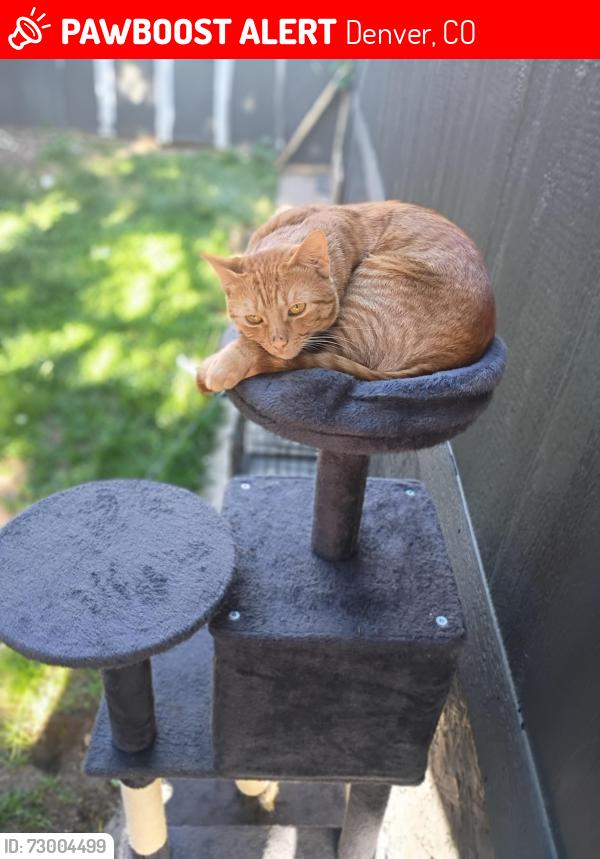 Lost Male Cat last seen Wendy's , Denver, CO 80219