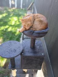 Lost Male Cat last seen Wendy's , Denver, CO 80219